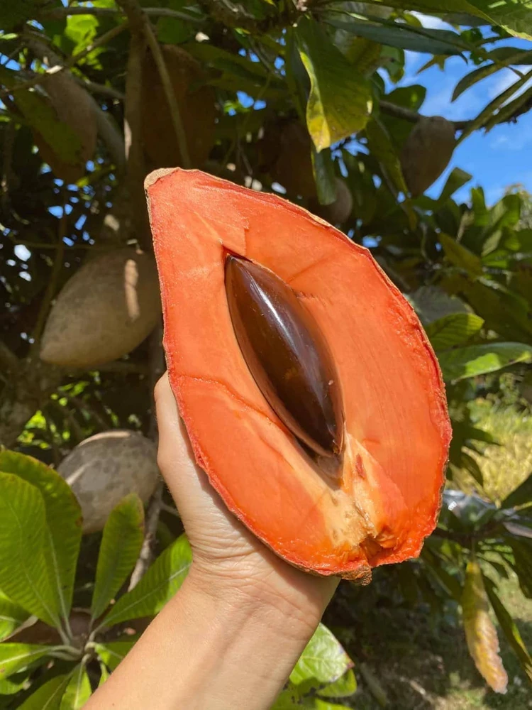 Mamey Sapote Live Tropical Tree – Fruit Plant – 20-30 inches tall – Outdoor - Image 2