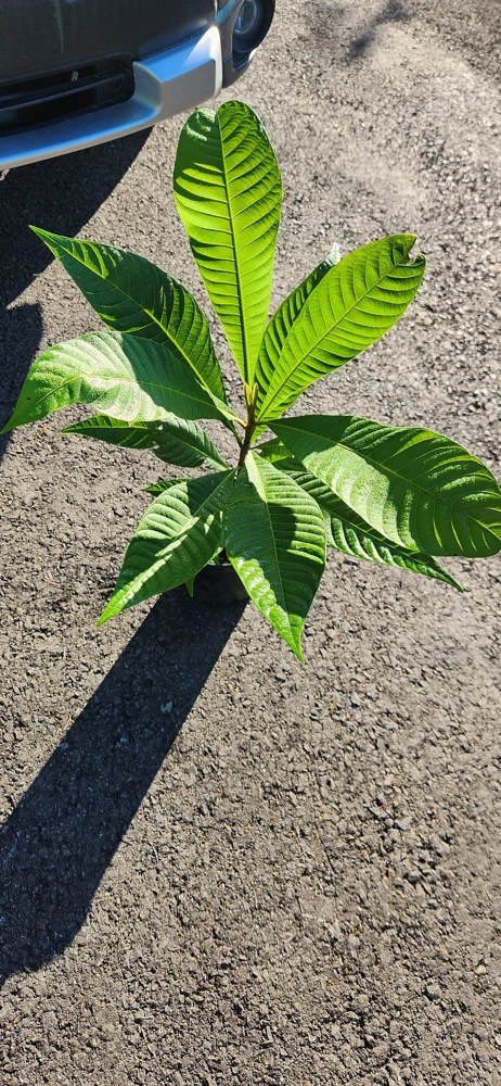 Mamey Sapote Live Tropical Tree – Fruit Plant – 20-30 inches tall – Outdoor - Image 3
