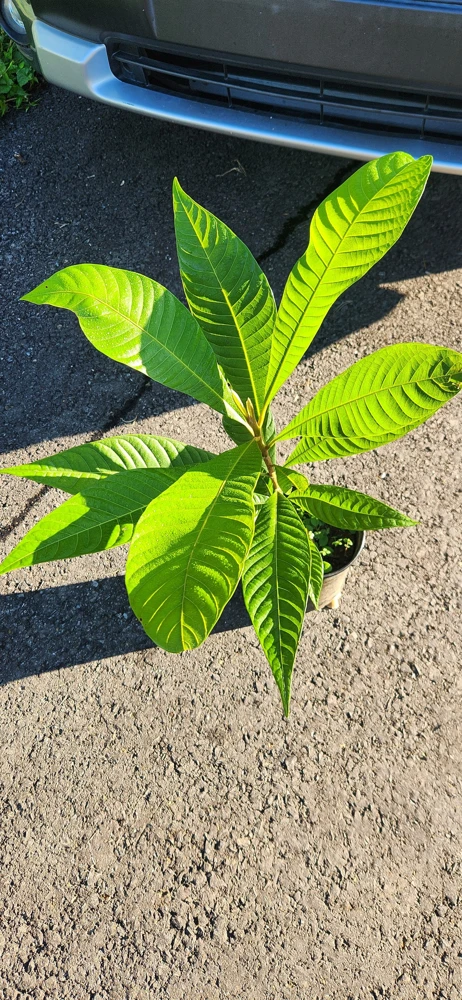 Mamey Sapote Live Tropical Tree – Fruit Plant – 20-30 inches tall – Outdoor - Image 4