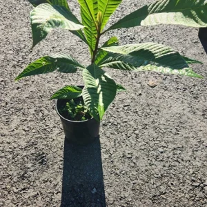 Mamey Sapote Live Tropical Tree – Fruit Plant – 20-30 inches tall – Outdoor - Image 5
