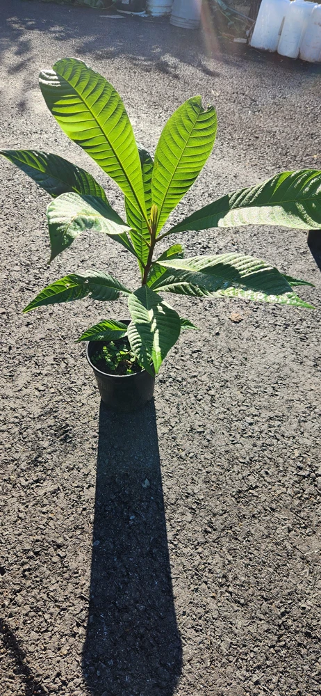 Mamey Sapote Live Tropical Tree – Fruit Plant – 20-30 inches tall – Outdoor - Image 5