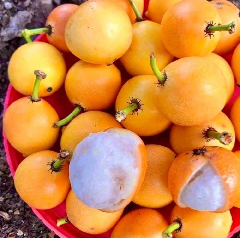 Mameyito Lemon Drop Fruit Tree Live Plant, Garcinia intermedia, 18-24 inch Tropical Fruit Tree - Image 2