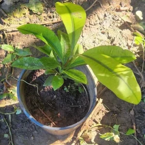Mameyito Lemon Drop Fruit Tree Live Plant, Garcinia intermedia, 18-24 inch Tropical Fruit Tree - Image 3