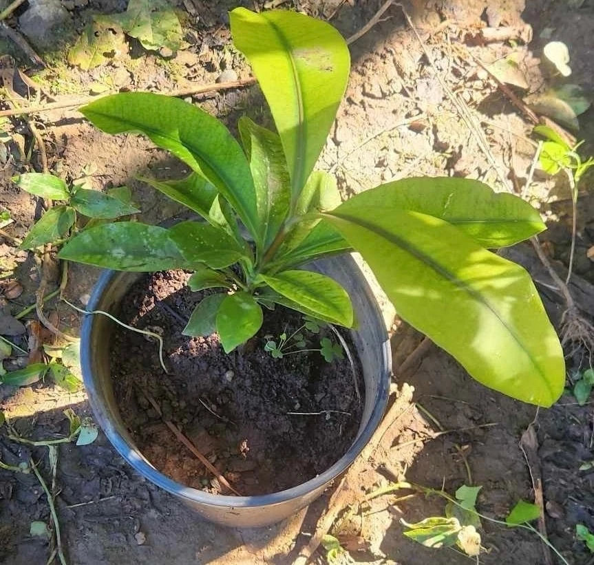 Mameyito Lemon Drop Fruit Tree Live Plant, Garcinia intermedia, 18-24 inch Tropical Fruit Tree - Image 3