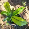 Mameyito Lemon Drop Fruit Tree Live Plant, Garcinia intermedia, 18-24 inch Tropical Fruit Tree - Image 1