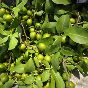 Mamoncillo Fruit 2.5-3 lb - Fresh Spanish Lime Fruit - Image 2