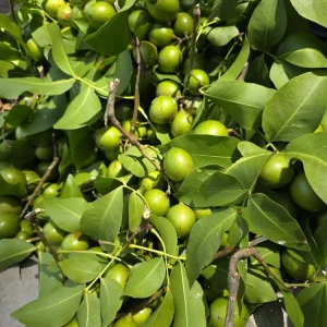 Mamoncillo Fruit 2.5-3 lb - Fresh Spanish Lime Fruit - Image 3