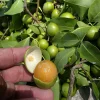 Mamoncillo Fruit 2.5-3 lb - Fresh Spanish Lime Fruit - Image 1