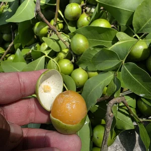 Mamoncillo Fruit 2.5-3 lb - Fresh Spanish Lime Fruit - Image 1