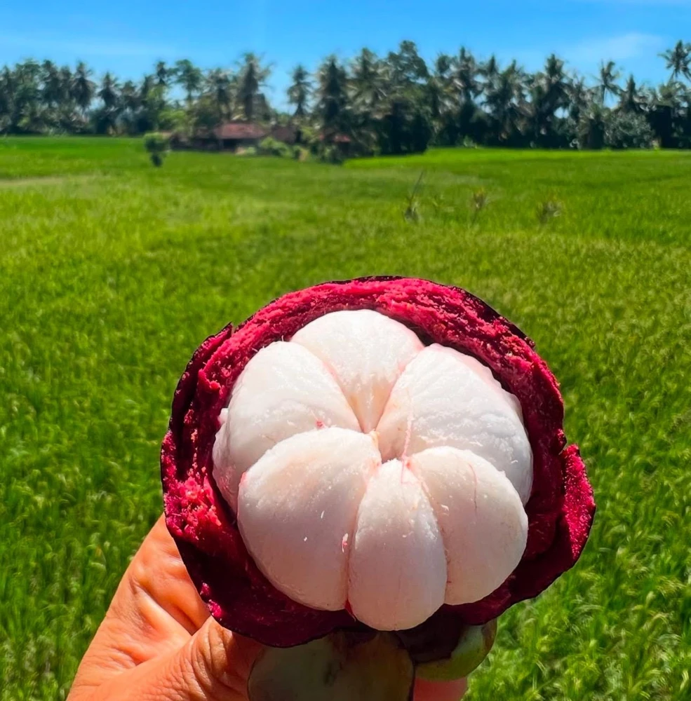 Mangosteen Live Fruit Tree - Garcinia mangostana Tropical Plant 10-24in - Image 1