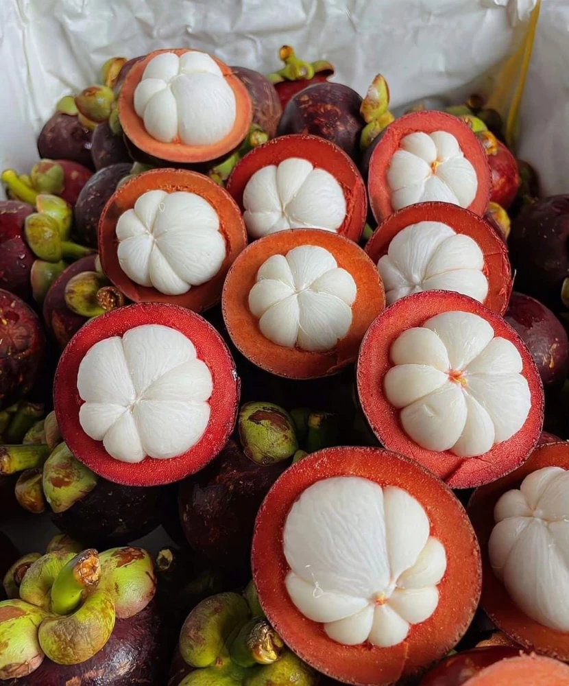 Mangosteen Live Fruit Tree - Garcinia mangostana Tropical Plant 10-24in - Image 2
