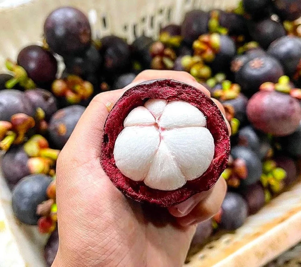 Mangosteen Live Fruit Tree - Garcinia mangostana Tropical Plant 10-24in - Image 3
