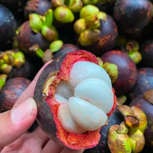 Mangosteen Live Fruit Tree - Garcinia mangostana Tropical Plant 10-24in - Image 4