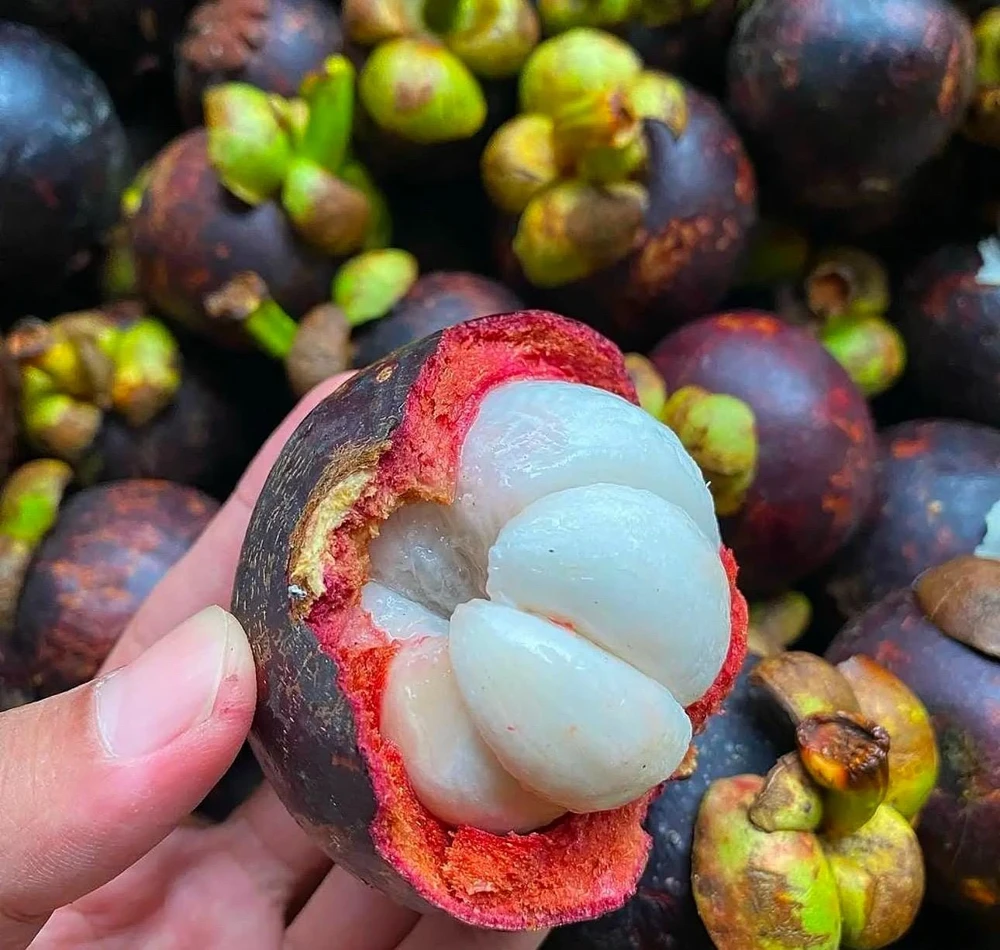 Mangosteen Live Fruit Tree - Garcinia mangostana Tropical Plant 10-24in - Image 4