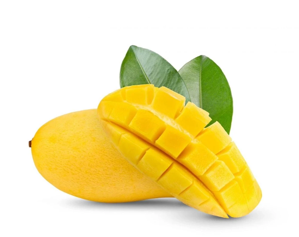 Manila Mango Live Tree, Grafted, Fruit Bearing, 2ft Tall, Tropical - Image 2