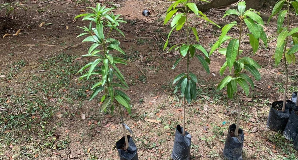 Manila Mango Live Tree, Grafted, Fruit Bearing, 2ft Tall, Tropical - Image 5