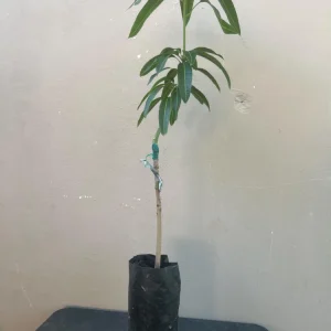 Manila Mango Live Tree, Grafted, Fruit Bearing, 2ft Tall, Tropical - Image 6