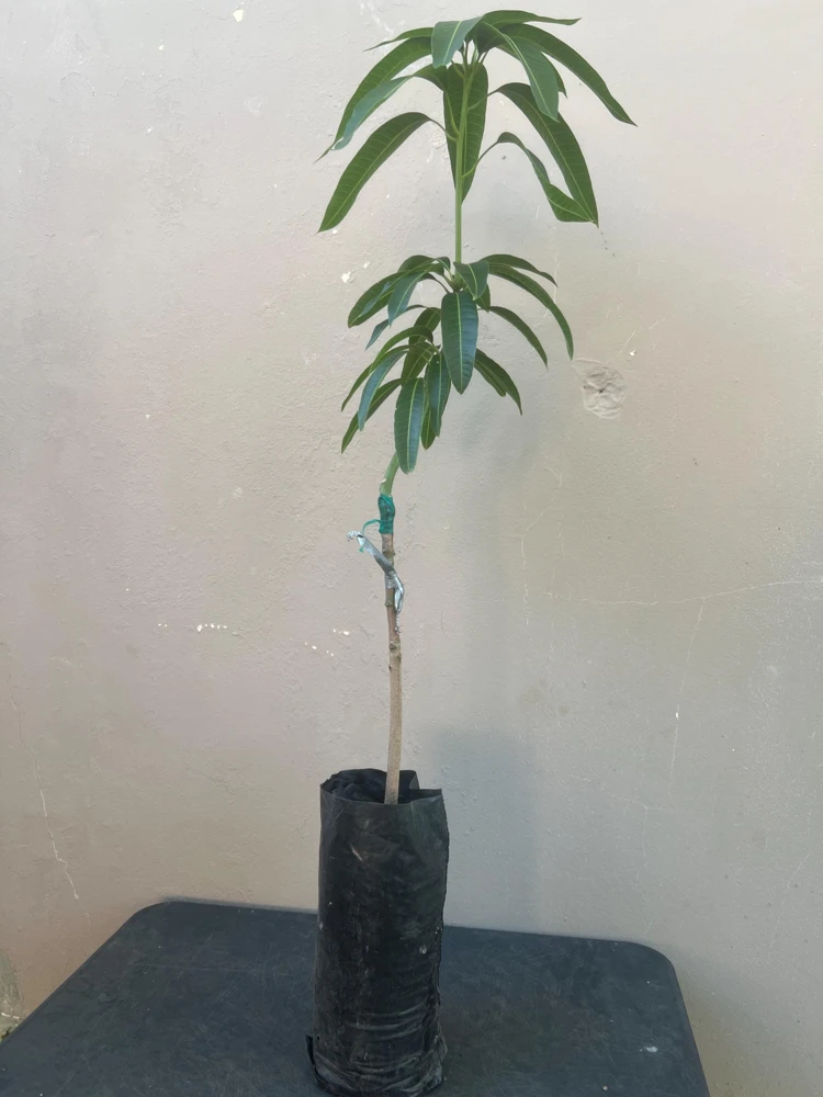 Manila Mango Live Tree, Grafted, Fruit Bearing, 2ft Tall, Tropical - Image 6