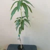 Manila Mango Live Tree, Grafted, Fruit Bearing, 2ft Tall, Tropical - Image 1