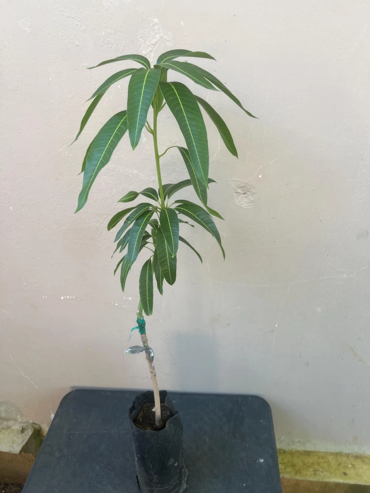 Manila Mango Live Tree, Grafted, Fruit Bearing, 2ft Tall, Tropical - Image 1