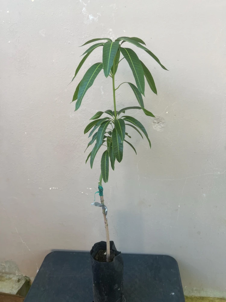 Manila Mango Live Tree, Grafted, Fruit Bearing, 2ft Tall, Tropical - Image 7
