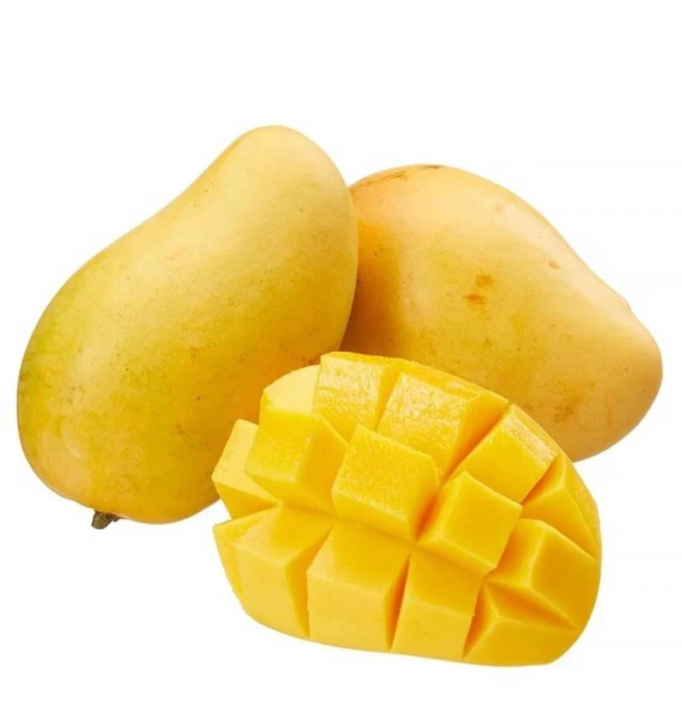 Manila Mango Tree Seedling Live Plant - Fast-Growing, High-Yield - Image 2