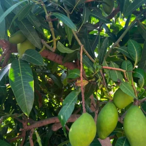 Manila Mango Tree Seedling Live Plant - Fast-Growing, High-Yield - Image 3
