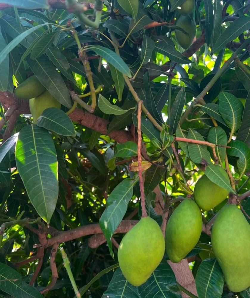 Manila Mango Tree Seedling Live Plant - Fast-Growing, High-Yield - Image 3