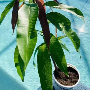 Manila Mango Tree Seedling Live Plant - Fast-Growing, High-Yield - Image 4