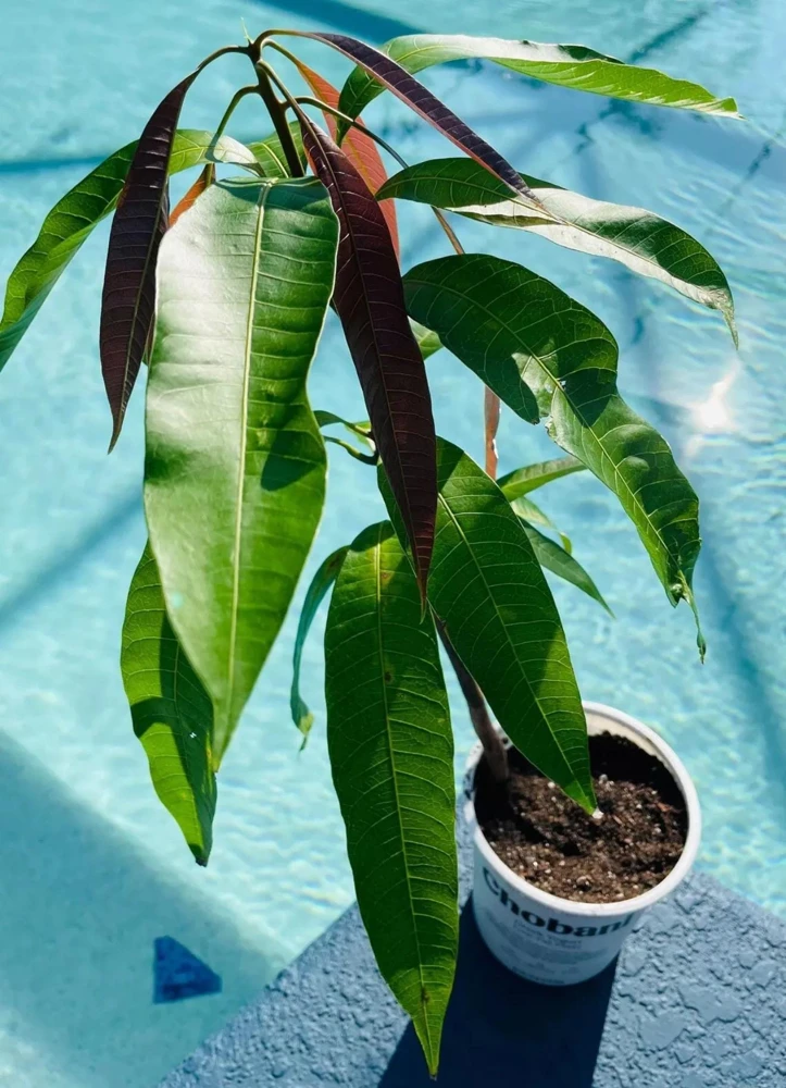 Manila Mango Tree Seedling Live Plant - Fast-Growing, High-Yield - Image 4
