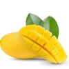 Manila Mango Tree Seedling Live Plant - Fast-Growing, High-Yield - Image 1