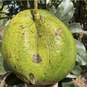 Marcus Grafted Avocado Live Fruit Tree - 30-48 inches Tall, Persea americana - Image 3