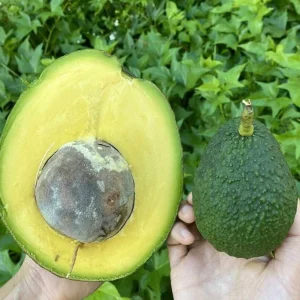 Marcus Grafted Avocado Live Fruit Tree - 30-48 inches Tall, Persea americana - Image 4