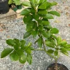 Marcus Grafted Avocado Live Fruit Tree - 30-48 inches Tall, Persea americana - Image 1