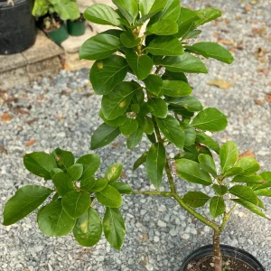 Marcus Grafted Avocado Live Fruit Tree - 30-48 inches Tall, Persea americana - Image 1