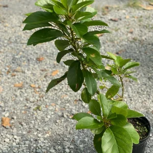 Marcus Grafted Avocado Live Fruit Tree - 30-48 inches Tall, Persea americana - Image 5