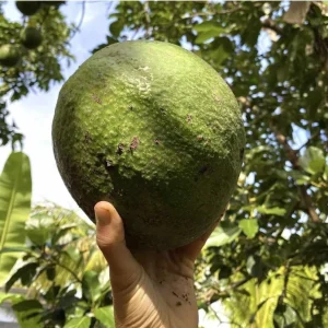 Marcus Grafted Avocado Live Fruit Tree - 30-48 inches Tall, Persea americana - Image 6