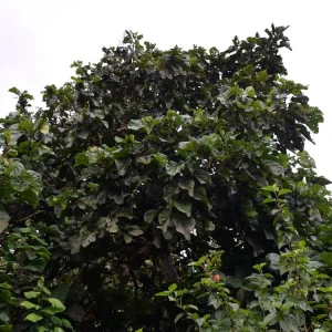 Matisia Cordata Live Tree - Zapote Sudamericano Tropical Fruit Plant 1FT - Image 2