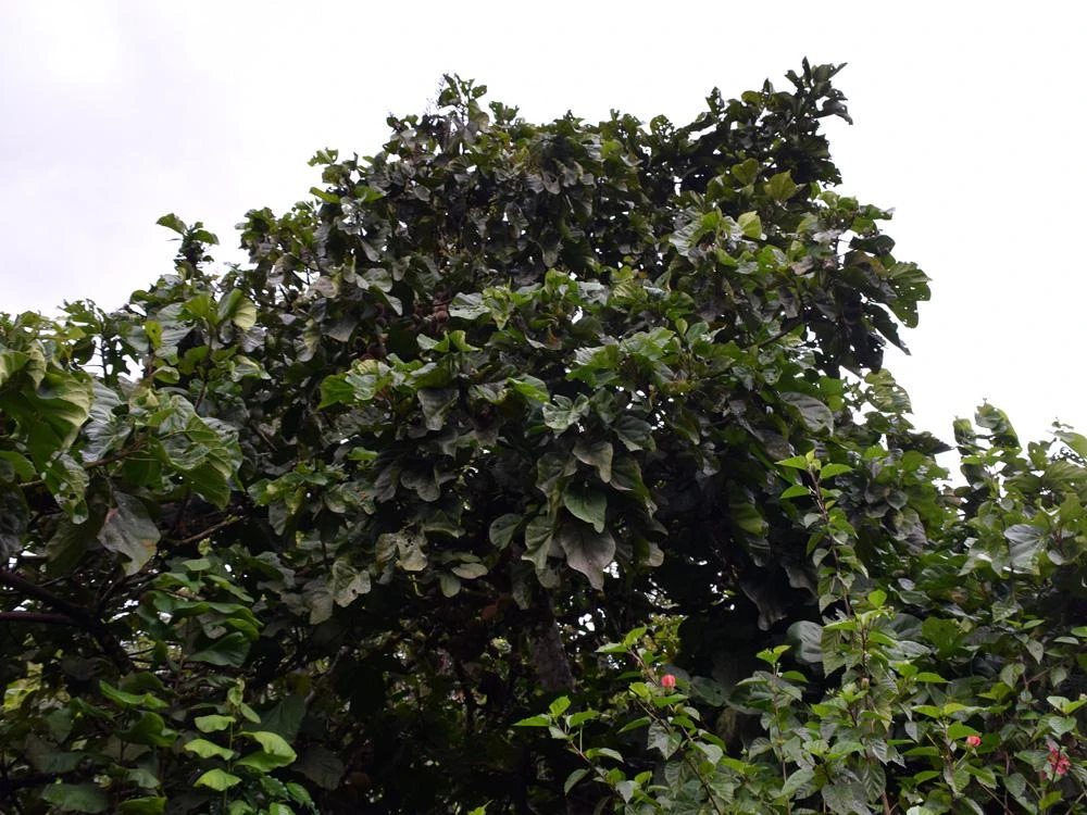 Matisia Cordata Live Tree - Zapote Sudamericano Tropical Fruit Plant 1FT - Image 2