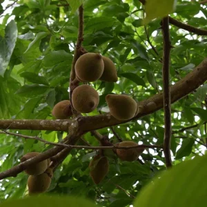 Matisia Cordata Live Tree - Zapote Sudamericano Tropical Fruit Plant 1FT - Image 3