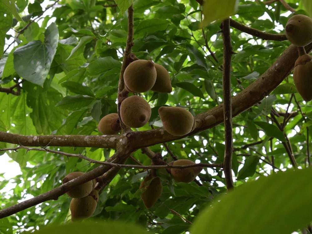 Matisia Cordata Live Tree - Zapote Sudamericano Tropical Fruit Plant 1FT - Image 3