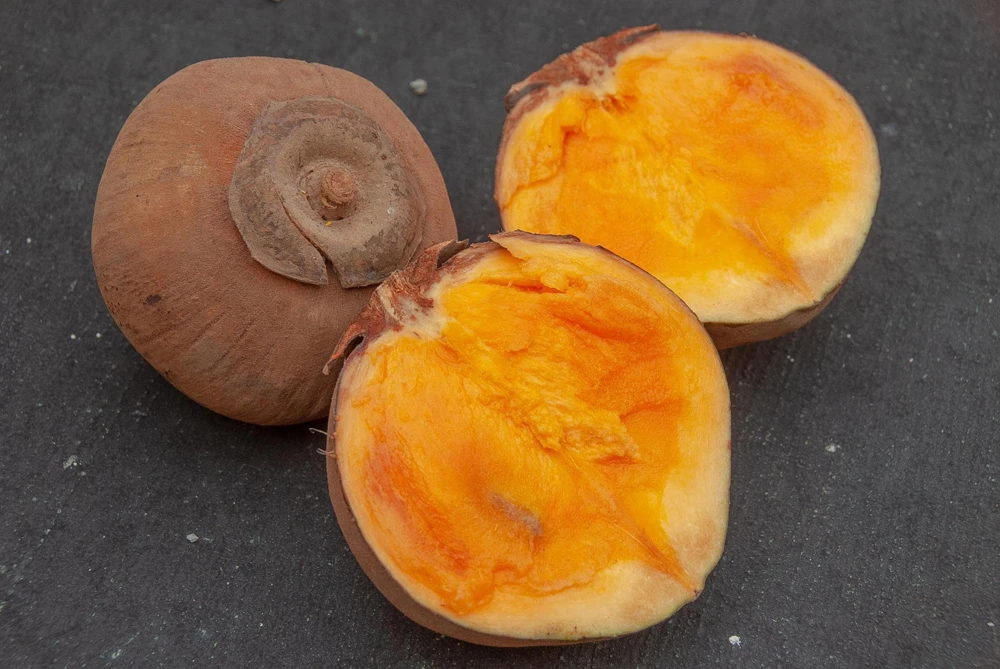 Matisia Cordata Live Tree - Zapote Sudamericano Tropical Fruit Plant 1FT - Image 1