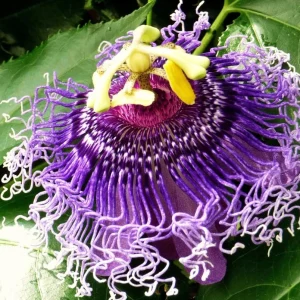 Maypop Passion Flower Live Plant - Purple Passiflora Incarnata Vine, 4-6 Inch Tall, Perennial - Image 3
