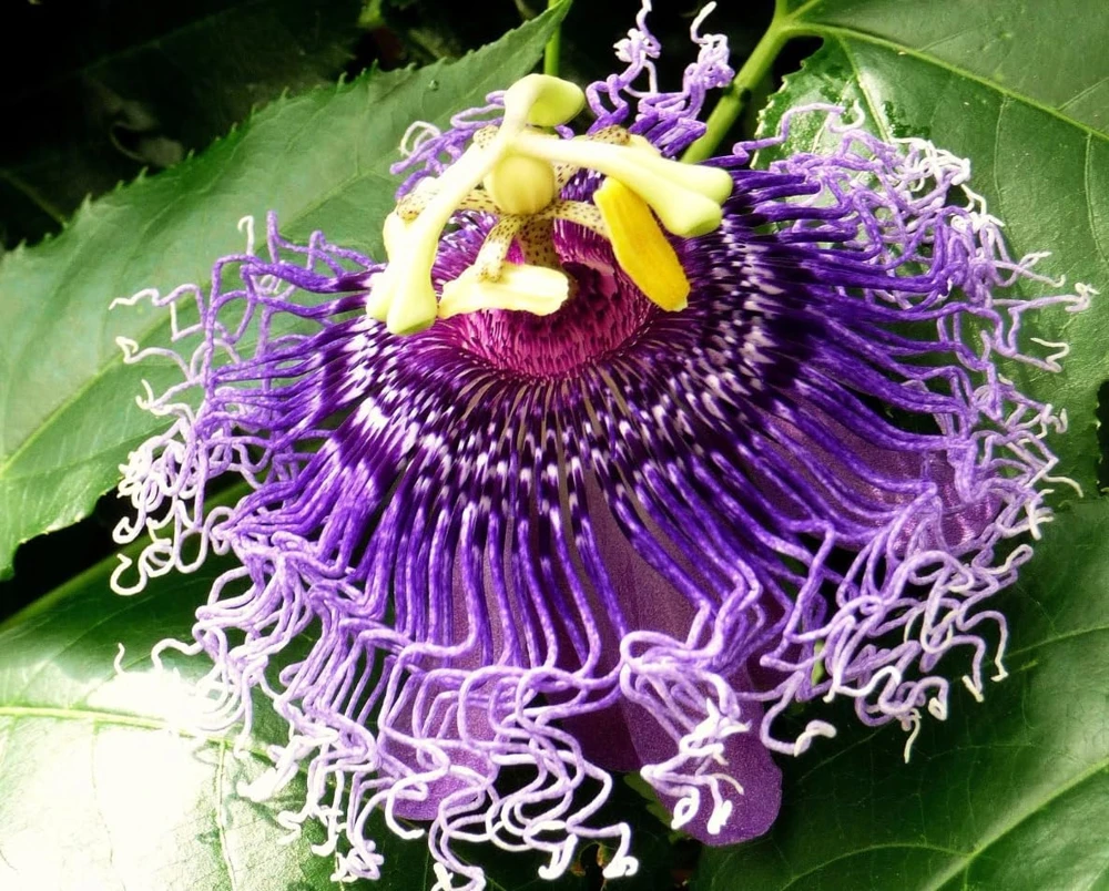 Maypop Passion Flower Live Plant - Purple Passiflora Incarnata Vine, 4-6 Inch Tall, Perennial - Image 3
