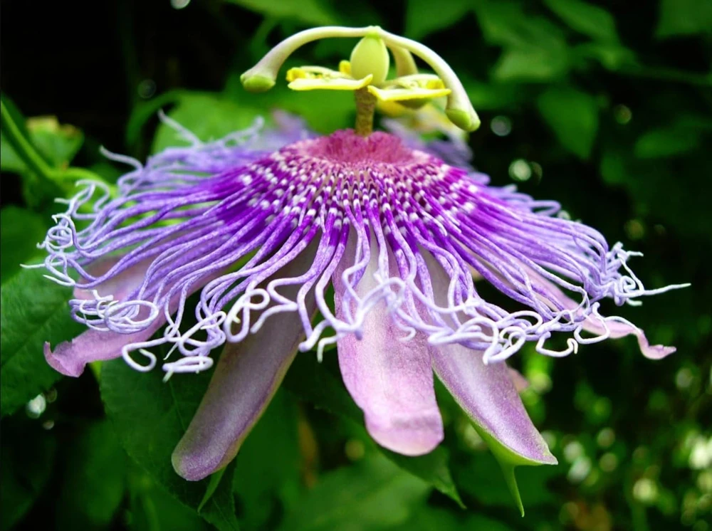 Maypop Passion Flower Live Plant - Purple Passiflora Incarnata Vine, 4-6 Inch Tall, Perennial - Image 4