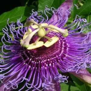 Maypop Passion Flower Live Plant - Purple Passiflora Incarnata Vine, 4-6 Inch Tall, Perennial - Image 5
