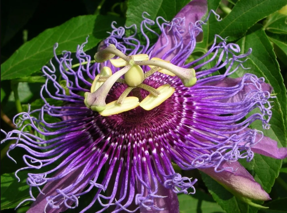 Maypop Passion Flower Live Plant - Purple Passiflora Incarnata Vine, 4-6 Inch Tall, Perennial - Image 5