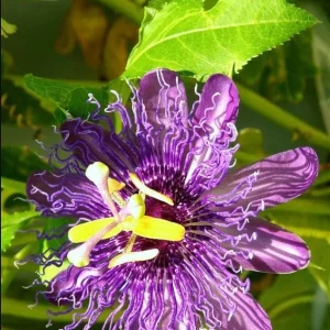 Maypop Passion Flower Live Plant - Purple Passiflora Incarnata Vine, 4-6 Inch Tall, Perennial - Image 6