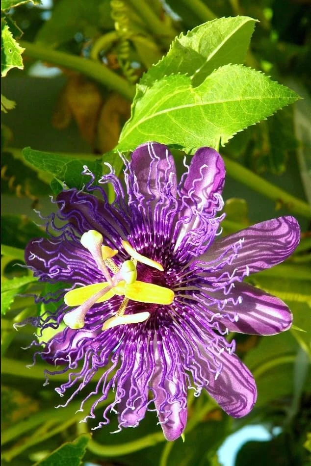 Maypop Passion Flower Live Plant - Purple Passiflora Incarnata Vine, 4-6 Inch Tall, Perennial - Image 6