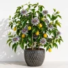 Maypop Passion Flower Live Plant - Purple Passiflora Incarnata Vine, 4-6 Inch Tall, Perennial - Image 1
